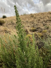 Brickellia laciniata