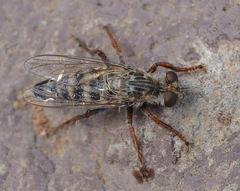 Remotomyia