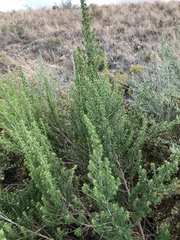 Brickellia laciniata