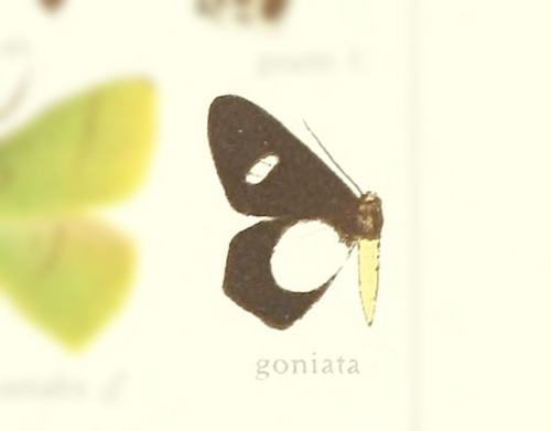Agoschema goniata