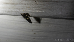 Scythris trivinctella