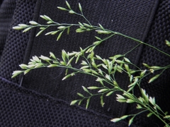 Poa nemoralis
