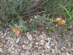 Sphaeralcea hastulata