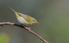 Iberian Chiffchaff photo 3