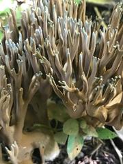 Phaeoclavulina cyanocephala