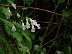 Henckelia anachoreta