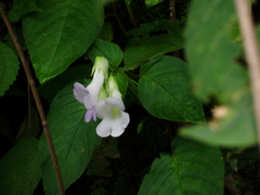 Henckelia anachoreta