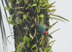 Red-Headed Parrotfinch photo 3