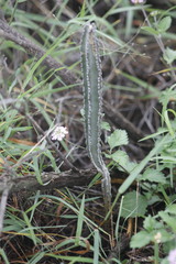 Peniocereus greggii greggii