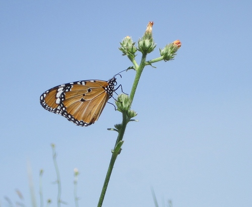 Danaus chrysippus