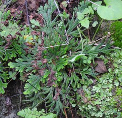 Selaginella novoleonensis
