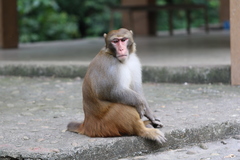 Rhesus Monkey photo 3