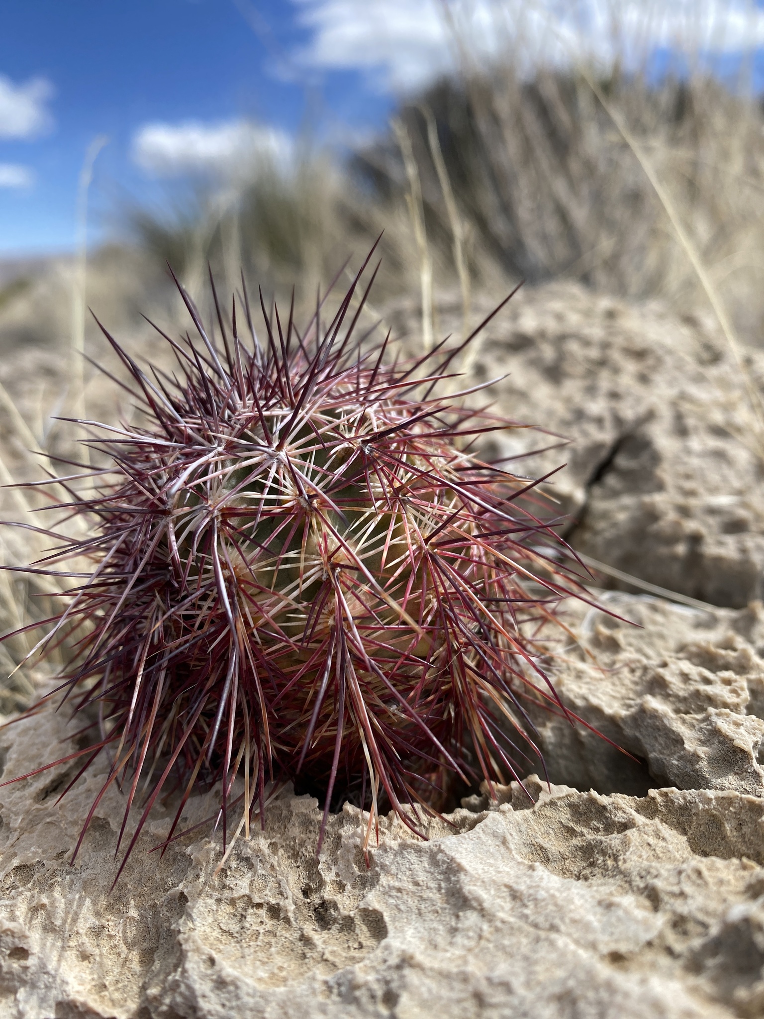 echinocereus ortegae Shop Lace hedgehog cactus 'Echinocereus reichenbachii'