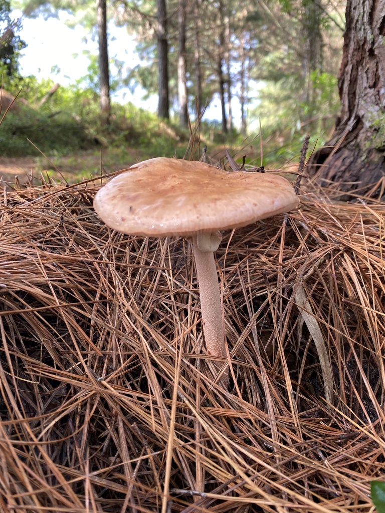 Amanita rubescens · March 2023 · photo: © andre_ambrozio (iNaturalist, cc-by)