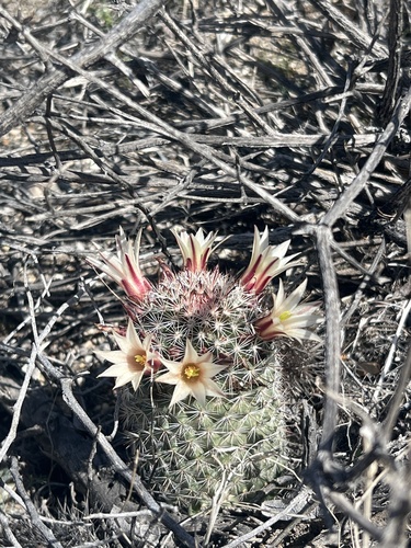 iNaturalist observation photo of Peninsular fishhook cactus