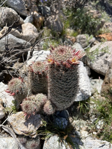iNaturalist observation photo of Peninsular fishhook cactus