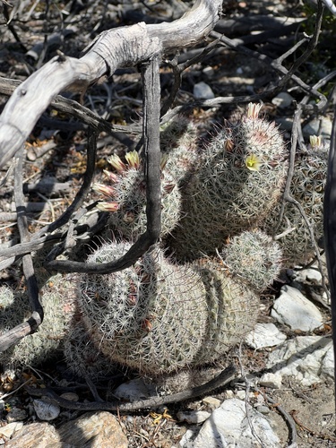iNaturalist observation photo of Peninsular fishhook cactus