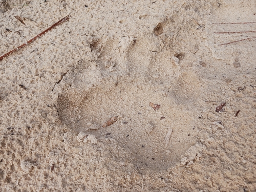 Black Bear Tracks – NatureTracking