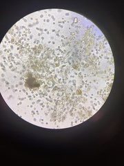 Gastrotricha