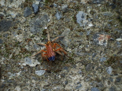 Macromerella honesta