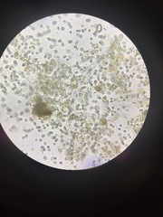 Gastrotricha