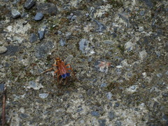 Macromerella honesta