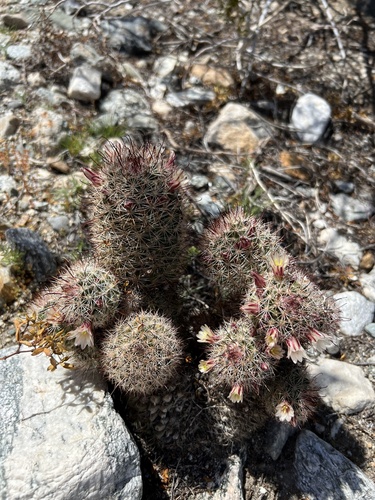 iNaturalist observation photo of Peninsular fishhook cactus