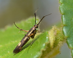 Eretmocera