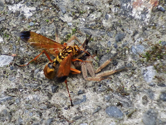 Macromerella honesta