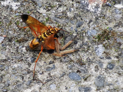 Macromerella honesta