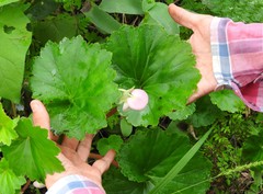 Begonia uniflora