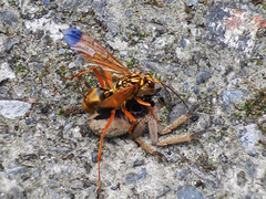 Heteropoda pingtungensis