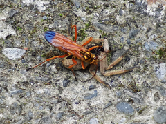 Macromerella honesta