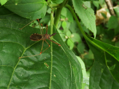 Endochus cingalensis