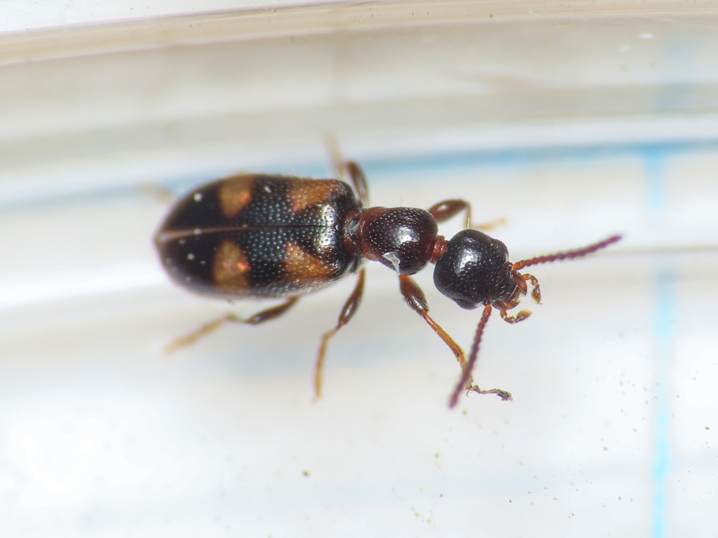 Omonadus bifasciatus