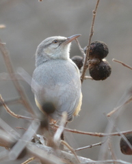 Sylvietta rufescens pallida