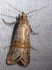 Euchromius californicalis