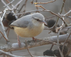 Sylvietta rufescens pallida