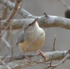 Sylvietta rufescens pallida