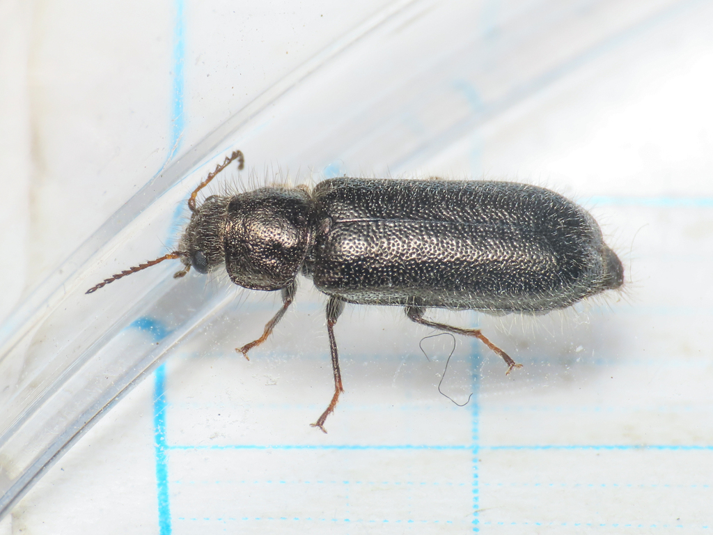 Aplocnemus jejunus