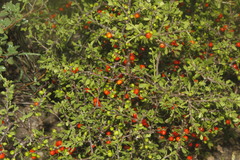 Schaefferia cuneifolia