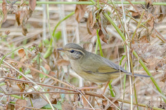 Phylloscopus schwarzi
