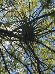 Tillandsia utriculata