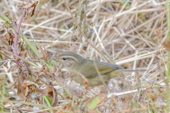 Phylloscopus schwarzi