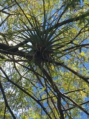 Tillandsia utriculata