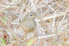 Phylloscopus schwarzi