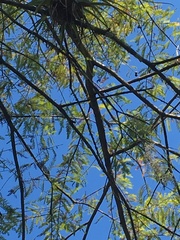 Tillandsia utriculata