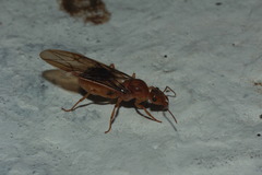 Myrmecocystus mexicanus
