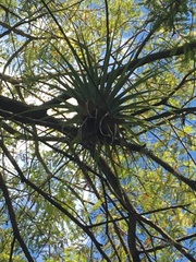 Tillandsia utriculata