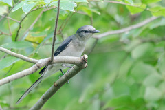 Pericrocotus cantonensis